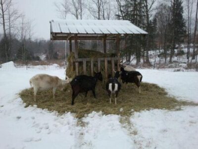 Goats: Just Kidding!  Part 1 Image